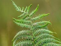Vielfransiges Blatt im Moor